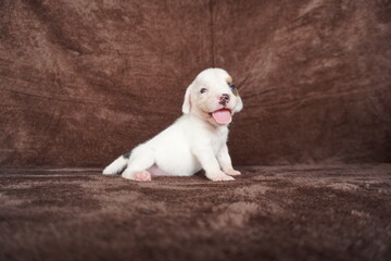 white dog sitting on the floor. Beagle puppy smiling on floors.