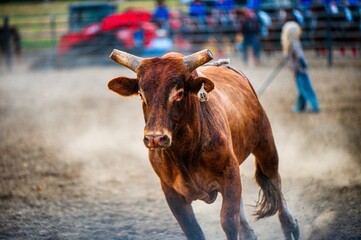 Closeup shot of a calf running from the rope at a rodeo show