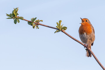 European robin (Erithacus rubecula) singing on a perch, Norfolk, UK. Beautiful songbird portrait.