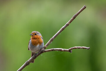 European robin (Erithacus rubecula) portrait, Northumberland, UK