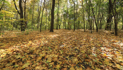 autumn landscape in the grove