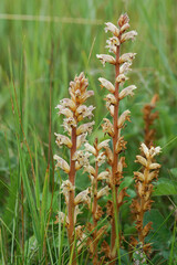 Closeup on the parasitic small or clover broomrape, Orobanche minor - obrazy, fototapety, plakaty