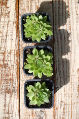 rojnik UFO sempervivum na skalniak