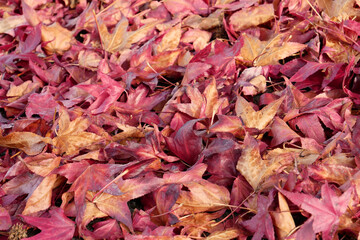 Feuilles d'automne au sol