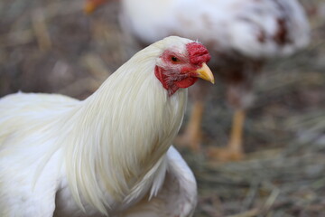White chicken on the street