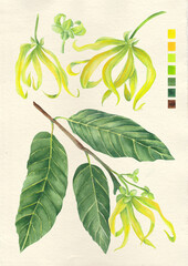 Watercolor botanical philippine flora Cananga odorata Ylang ylang
