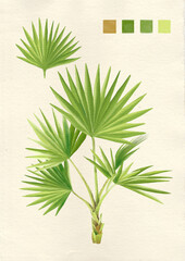 Watercolor botanical philippine flora Livistona rotundifolia anahaw