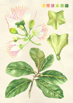 Watercolor botanical philippine flora Barringtonia asiatica
