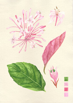 Watercolor botanical philippine flora Clerodendrum Quadriloculare Bagawak Morado