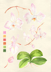 Watercolor botanical philippine flora Phalaenopsis sanderiana orchid © Anina Rubio