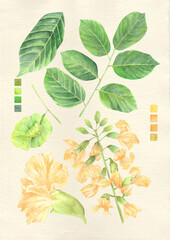 Watercolor botanical philippine flora Pterocarpus indicus narra