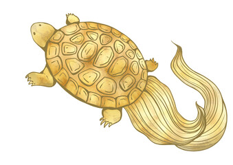 縁起物の亀　挿絵イラスト