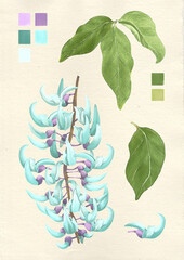 Watercolor botanical philippine flora Jade vine