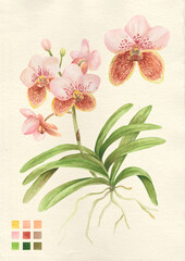 Watercolor botanical philippine flora Vanda sanderiana orchid waling waling © Anina Rubio