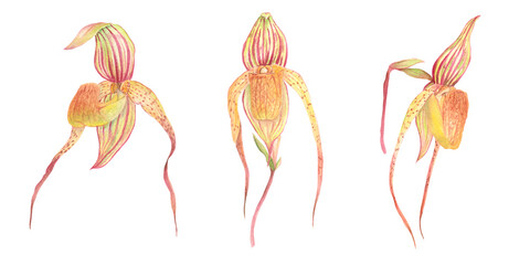 watercolor Paphiopedilum adductum slipper orchid different orientation © Anina Rubio