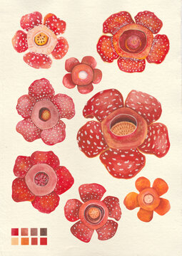 Watercolor botanical philippine flora Rafflesiaceae
