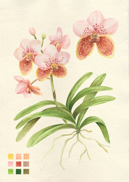 Watercolor botanical philippine flora Vanda sanderiana orchid waling waling