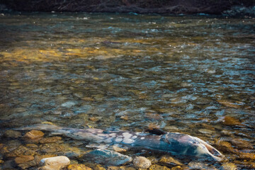 dead salmon in Adam’s river