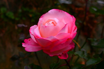 herbstliche Rosenblüte