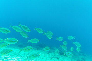 Fototapeta na wymiar School of Salema porgy fish in the Mediterranean Sea