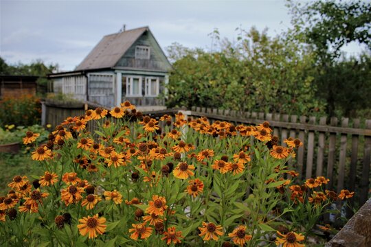 A rustic cottage house with a helenium garden and wooden fence