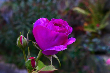lila Rosenblüte im Herbst