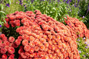 世羅高原農場のオレンジのガーデンマム