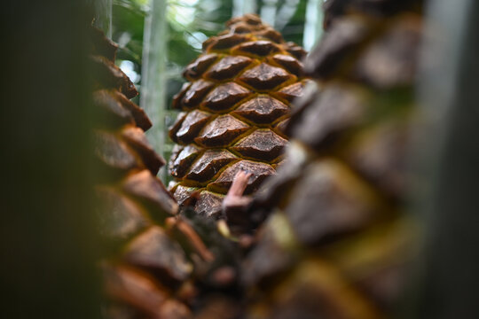 Mostly blurred zululand cycad fruits closeup - starch-filled yellow cones