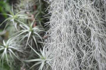 Old mans beard closeup and blurred spreading airplant in the background