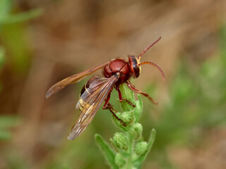 Oriental Hornet wasp. Vespa orientalis.      