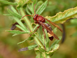 Oriental Hornet wasp. Vespa orientalis.      