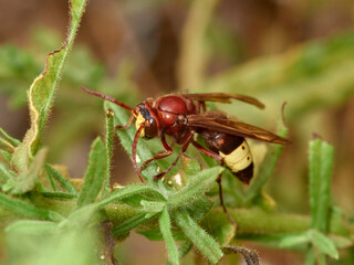 Oriental Hornet wasp. Vespa orientalis.      