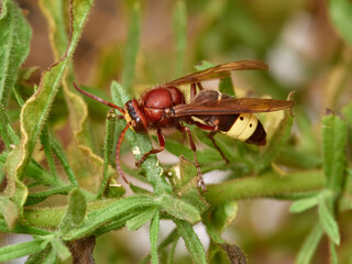 Oriental Hornet wasp. Vespa orientalis.      
