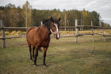 Portrait of a red horse in an aviary on a green meadow