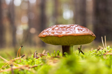 Brown boletus in the autumn forest
