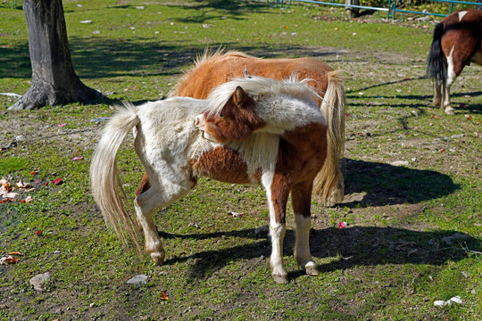 A picture of scratching miniature horses