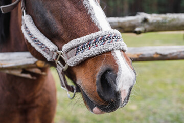 Close-up nose of a red-colored horse behind a hedge