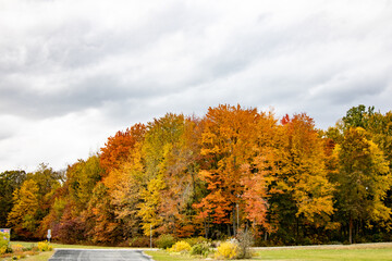 autumn landscape with trees