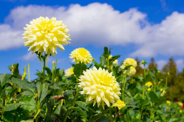 世羅高原農場の黄色のダリア