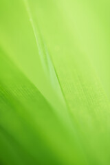 close up macro soft focus fresh green spring leaves pattern texture abstract blurred background.ecology backdrop,desktop wallpaper, organic healthy life product, summer website cover minimal design.
