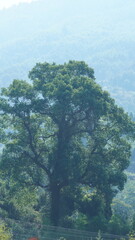 Fototapeta na wymiar The old and big tree view full of the green leaves on it in the countryside of the China