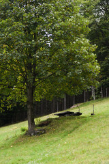 trees in the moutain
