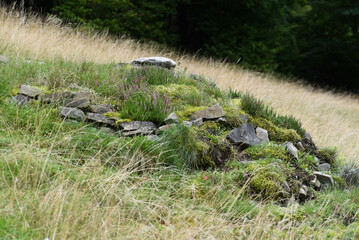 sheep grazing in a meadow