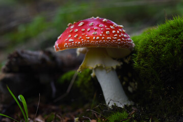 amanita muscaria