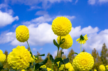 世羅高原農場の黄色のダリア