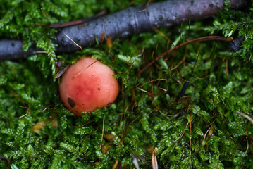 red mushroom in the forest