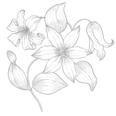 Clematis outline botanical illustration
