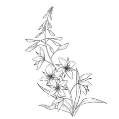 Fireweed outline botanical illustration