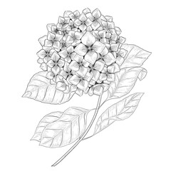 Hydrangea outline botanical illustration
