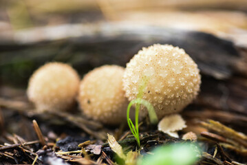 mushroom in the forest